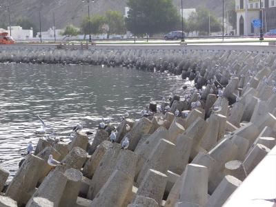 Mouettes sur les brise-lames