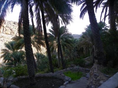 Cultures dans la palmeraie