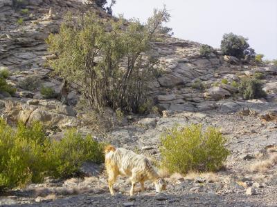 Chèvre, gardienne du piton
