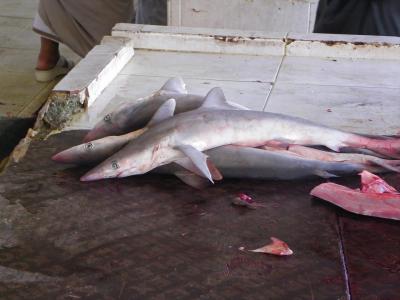 Marché aux poissons - Requins