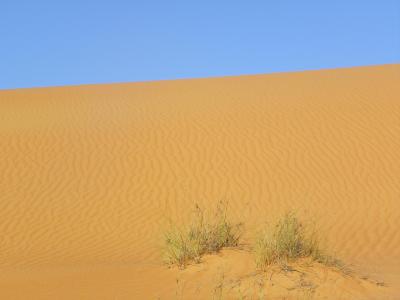 Sculpture du vent sur le sable