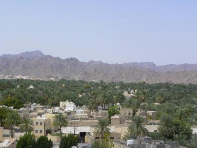 Palmeraie sur fond de montagnes