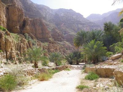 Palmiers et rocailles