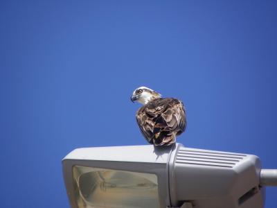 Faucon en bordure de route